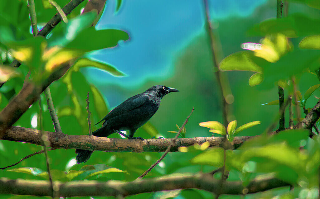 bird in nature